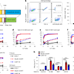 Precision targeting of autoantigen-specific B cells in muscle-specific tyrosine kinase myasthenia gravis with chimeric autoantibody receptor T cells