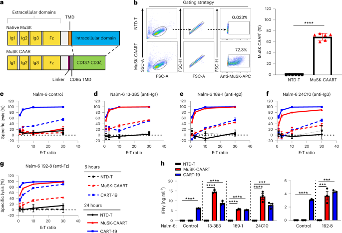 Precision targeting of autoantigen-specific B cells in muscle-specific tyrosine kinase myasthenia gravis with chimeric autoantibody receptor T cells