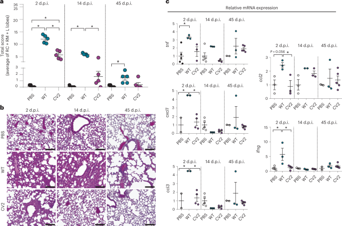 Engineered live bacteria suppress Pseudomonas aeruginosa infection in mouse lung and dissolve endotracheal-tube biofilms