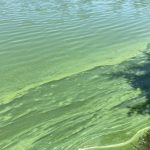 Scientists improve ability to identify and study harmful algal blooms