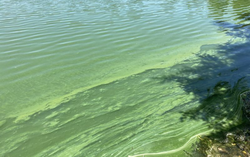 Scientists improve ability to identify and study harmful algal blooms