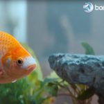 Barclaycard Payments shows it helps not just business owners, but their plants and fish too