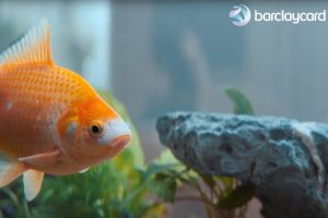 Barclaycard Payments shows it helps not just business owners, but their plants and fish too