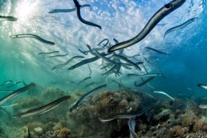 How we finally tracked European eels all the way to the Sargasso Sea