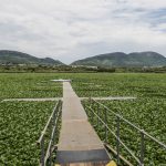 Insect army winning war against invasive superweed in South Africa’s waterways