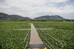 Insect army winning war against invasive superweed in South Africa’s waterways