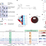 Chem-map profiles drug binding to chromatin in cells