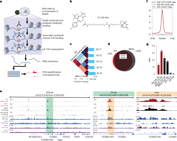 Chem-map profiles drug binding to chromatin in cells