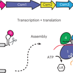 CRISPR-Csm for eukaryotic RNA knockdown and imaging without toxicity