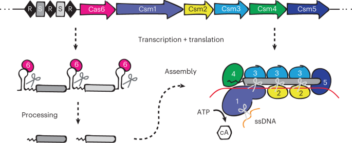 CRISPR-Csm for eukaryotic RNA knockdown and imaging without toxicity