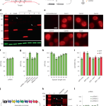 Precise transcript targeting by CRISPR-Csm complexes