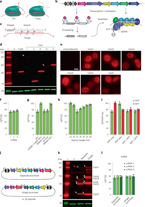 Precise transcript targeting by CRISPR-Csm complexes