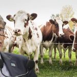 Bill Gates invests in Australian climate technology startup dealing with cow burps