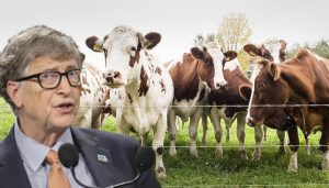 Bill Gates invests in Australian climate technology startup dealing with cow burps