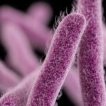 Extensively Drug-Resistant Shigellosis on the Rise in the U.S.