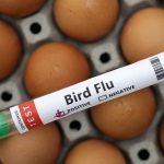 Bird flu situation ‘worrying’; WHO working with Cambodia