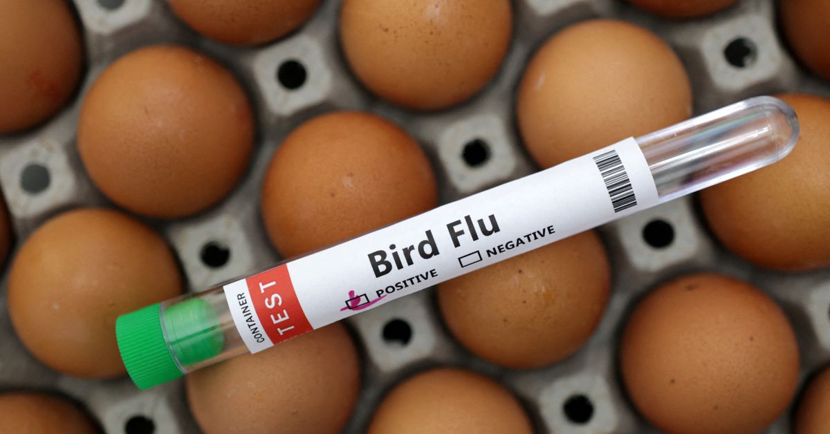 Bird flu situation ‘worrying’; WHO working with Cambodia