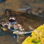 EU demand for frogs’ legs raises risks of local extinctions, experts warn