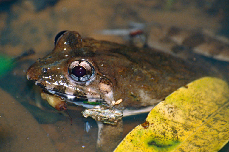 EU demand for frogs’ legs raises risks of local extinctions, experts warn