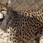 Iran fears for health of rare cheetah cub