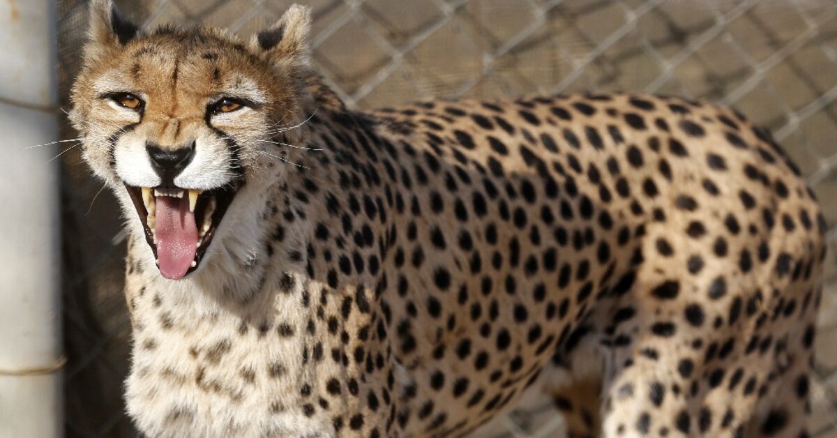 Iran fears for health of rare cheetah cub