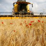 Chinese buyers returned for French barley this month -traders