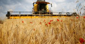 Chinese buyers returned for French barley this month -traders