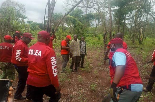 Trending hemp video: Niger LG Boss appears before NDLEA