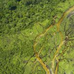 Oil and Gas Threaten Africa’s Great Carbon Sink