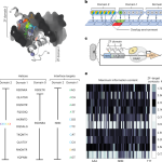 A universal deep-learning model for zinc finger design enables transcription factor reprogramming