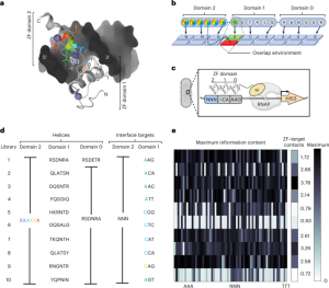 A universal deep-learning model for zinc finger design enables transcription factor reprogramming