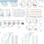 Massively parallel knock-in engineering of human T cells