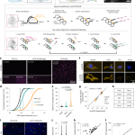 Spatial transcriptomics for profiling the tropism of viral vectors in tissues