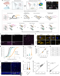 Spatial transcriptomics for profiling the tropism of viral vectors in tissues