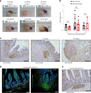 In vivo development of immune tissue in human intestinal organoids transplanted into humanized mice