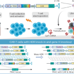 CLASH enables large-scale parallel knock-in for cell engineering