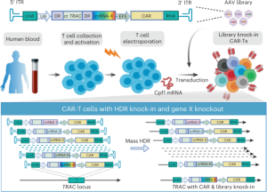 CLASH enables large-scale parallel knock-in for cell engineering