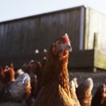 Embracing ugly veg and the ugly side of poultry production to make more profitable and sustainable products