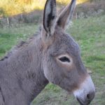 West Africa: West Africa’s Donkeys Fall Prey to Organised Crime