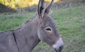 West Africa: West Africa’s Donkeys Fall Prey to Organised Crime