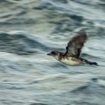 After decades away, rare Peruvian seabird nests on island freed of invaders