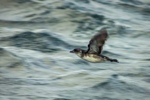 After decades away, rare Peruvian seabird nests on island freed of invaders