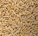 Ukraine Set to Establish Grain Hubs in Nigeria