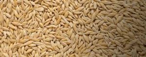 Ukraine Set to Establish Grain Hubs in Nigeria