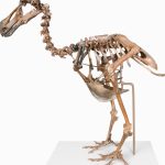 A de-extinction company is trying to resurrect the dodo