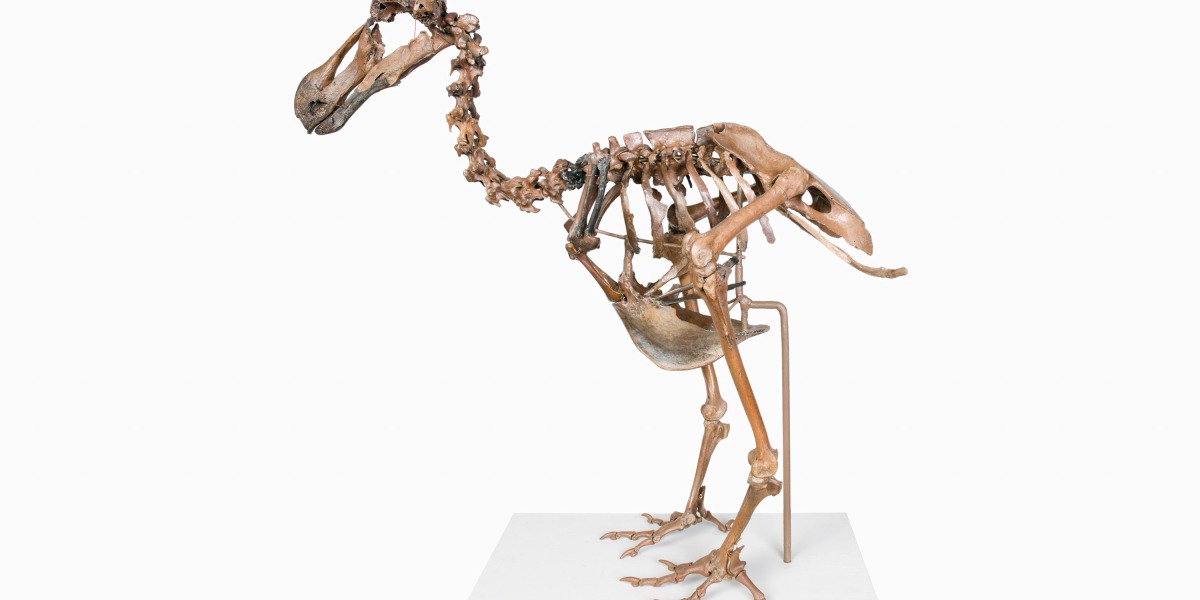 A de-extinction company is trying to resurrect the dodo