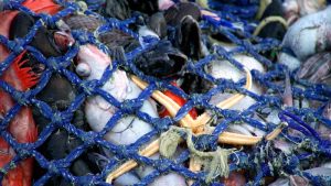 EU plans restrictions on climate-wrecking fishing method