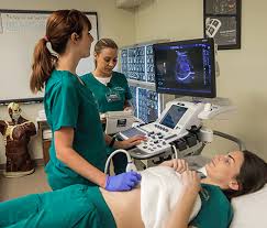 Medical Sonographer Job Description, Roles/Responsibilities, and Qualifications