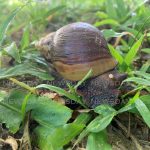 Minister: $3m to deal with giant African snail, other pests