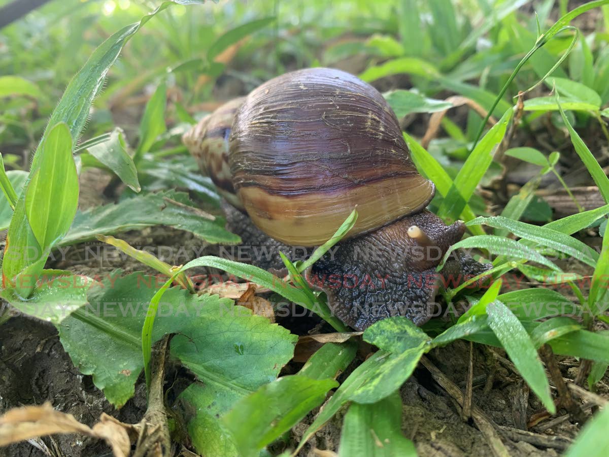 Minister: $3m to deal with giant African snail, other pests